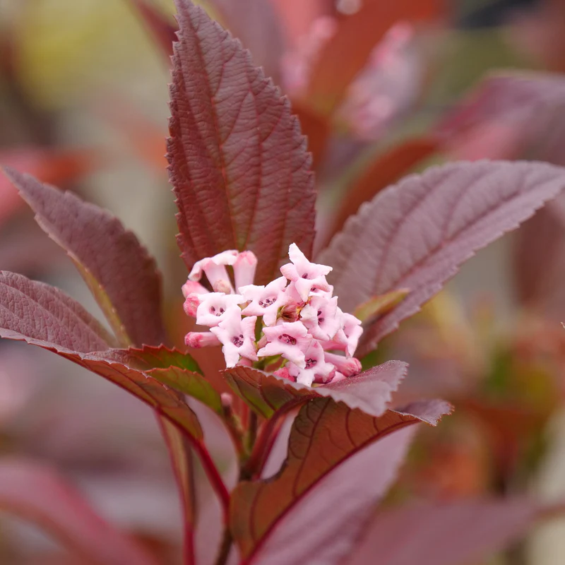Sweet Talker® Fragrant Viburnum - Image 3