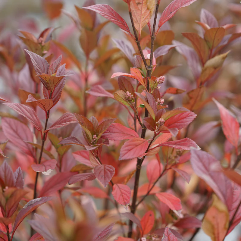 Sweet Talker® Fragrant Viburnum - Image 4