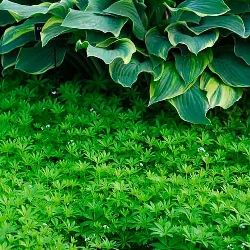 Sweet Woodruff (Galium) - Image 4