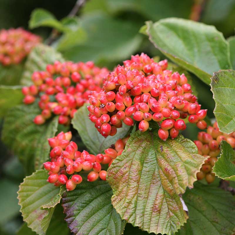 Tandoori Orange® Linden Viburnum - Image 2