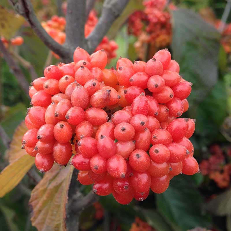 Tandoori Orange® Linden Viburnum - Image 3