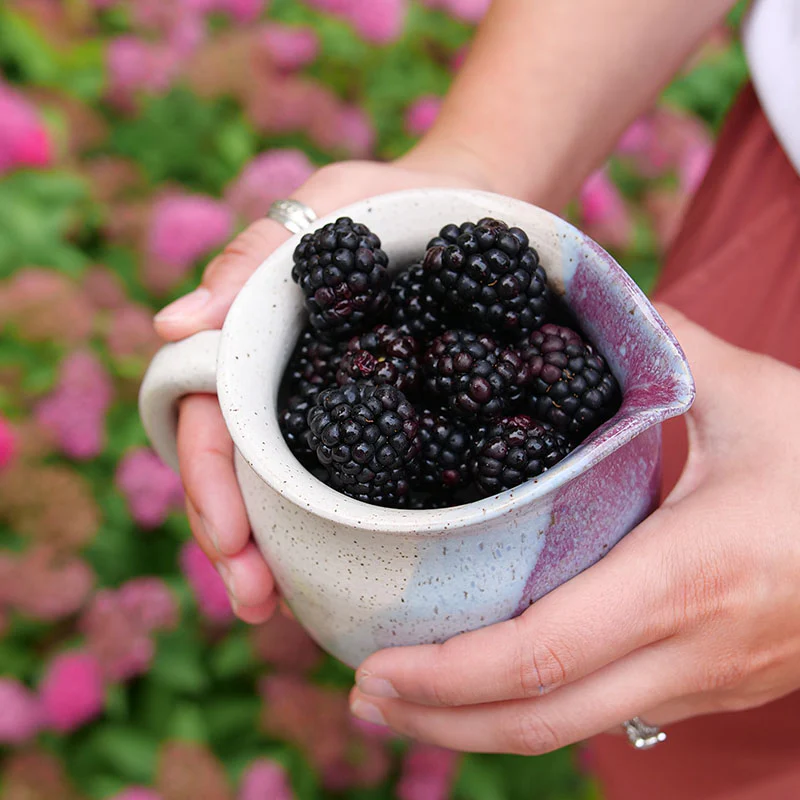 Taste of Heaven™ Blackberry (Rubus) - Image 2