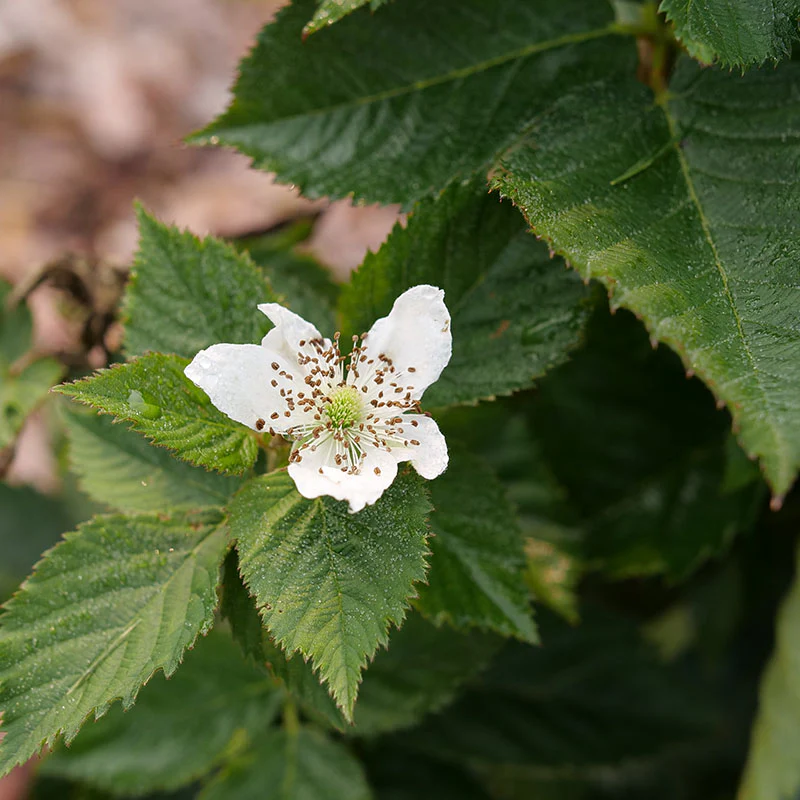 Taste of Heaven™ Blackberry (Rubus) - Image 3