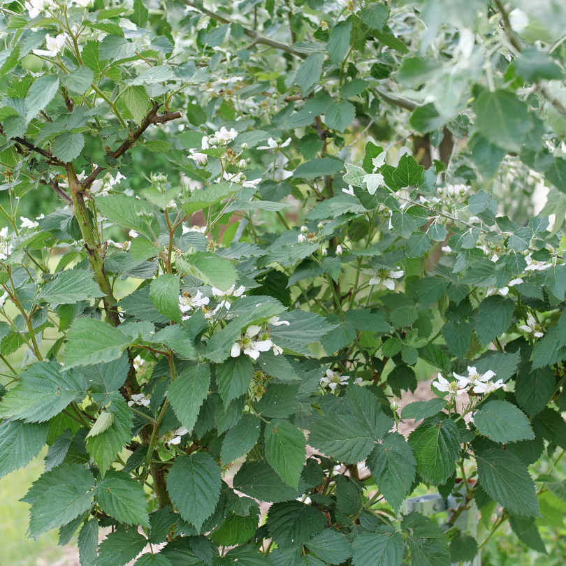 Taste of Heaven™ Blackberry (Rubus) - Image 4