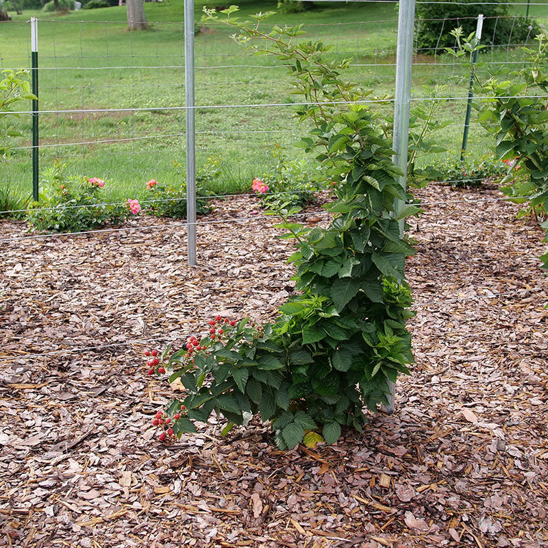 Taste of Heaven™ Blackberry (Rubus) - Image 5