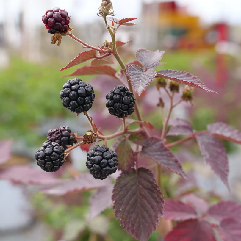 Taste of Heaven™ Blackberry (Rubus) - Image 6
