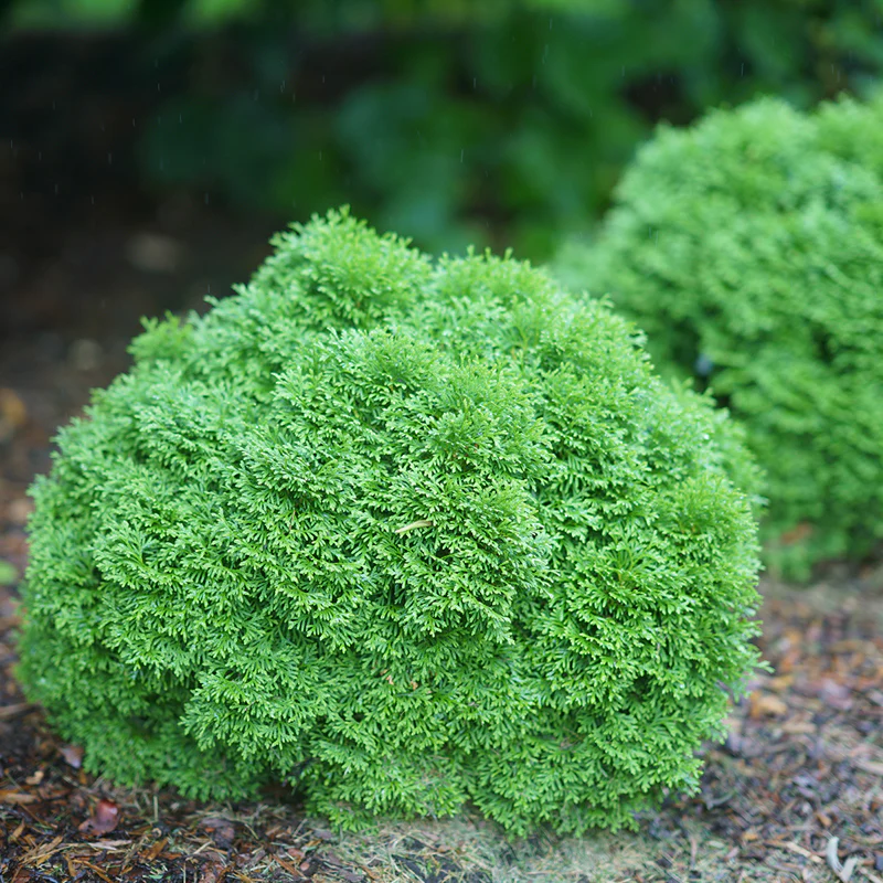 Tater Tot® Arborvitae (Thuja) - Image 2