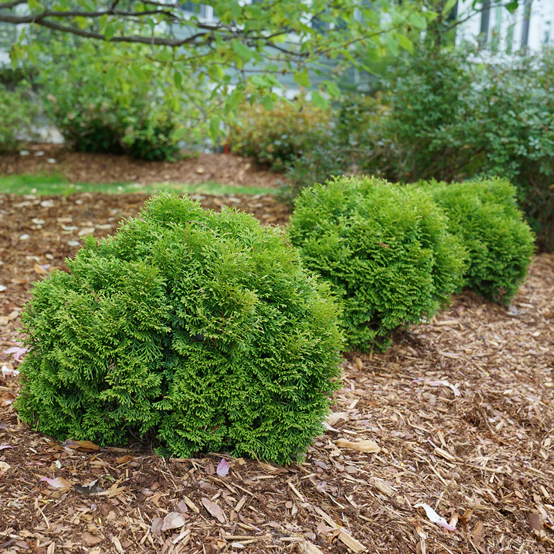 Tater Tot® Arborvitae (Thuja) - Image 3