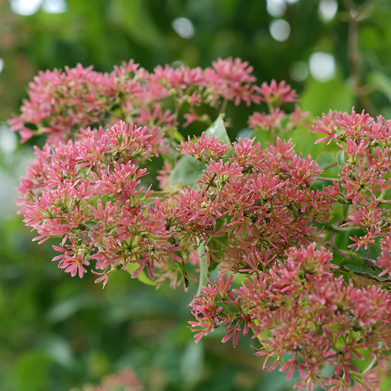 Temple Of Bloom® Seven Son Flower (Heptacodium) - Image 2