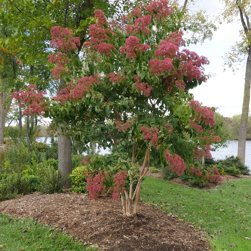 Temple Of Bloom® Seven Son Flower (Heptacodium) - Image 3