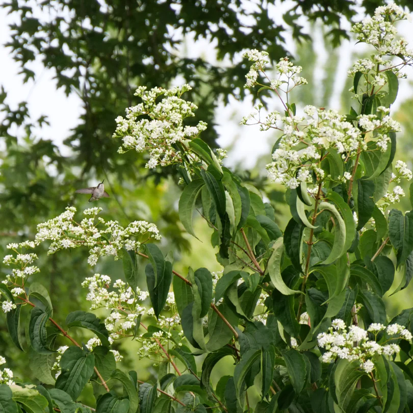 Temple Of Bloom® Seven Son Flower (Heptacodium) - Image 4
