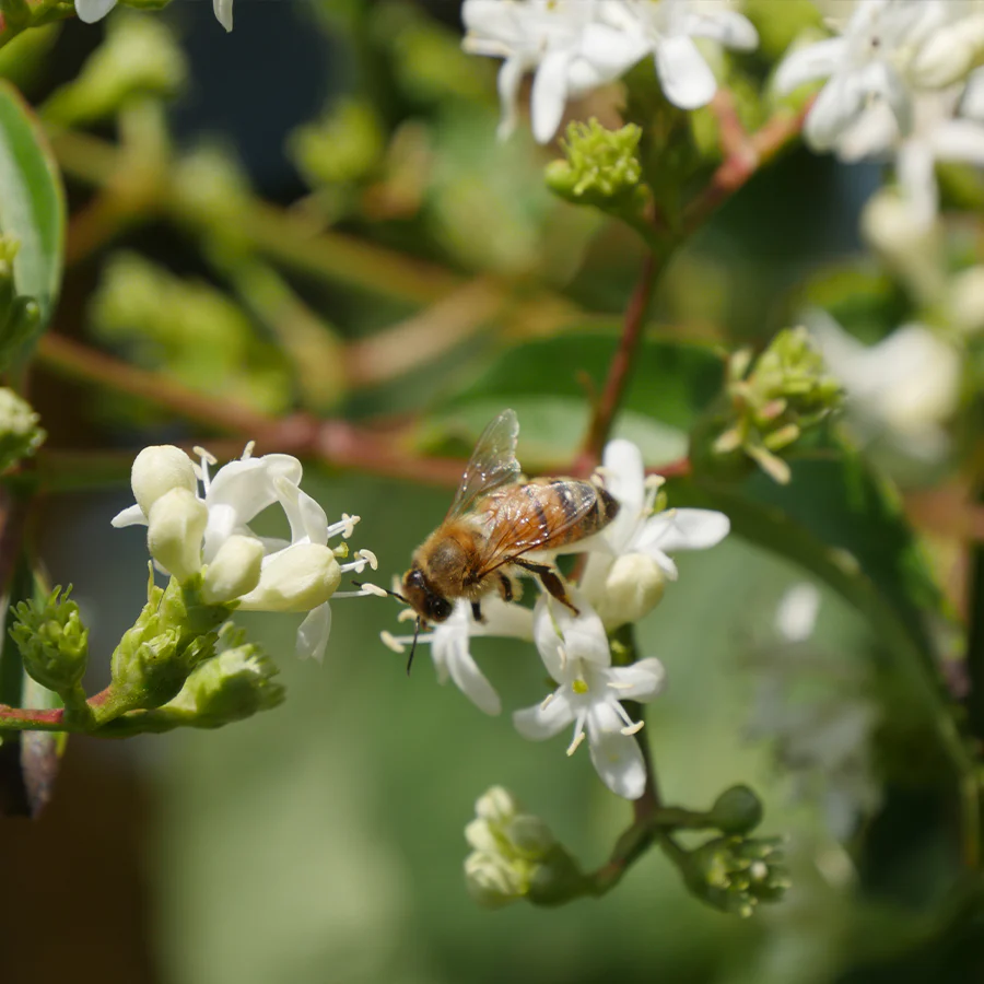 Temple Of Bloom® Seven Son Flower (Heptacodium) - Image 5