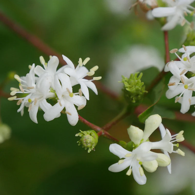 Temple Of Bloom® Seven Son Flower (Heptacodium) - Image 6