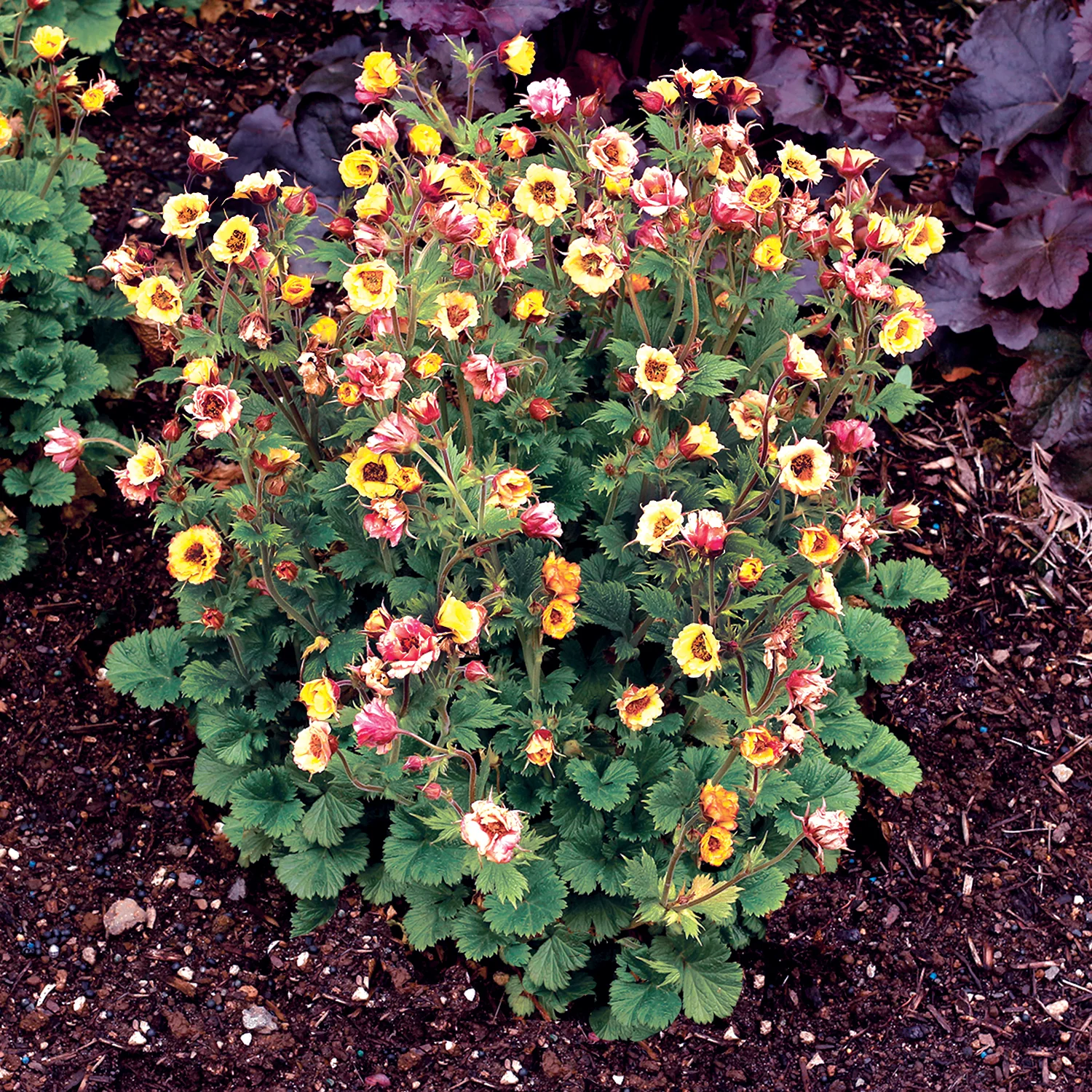Tempo™ Yellow Geum - Image 2