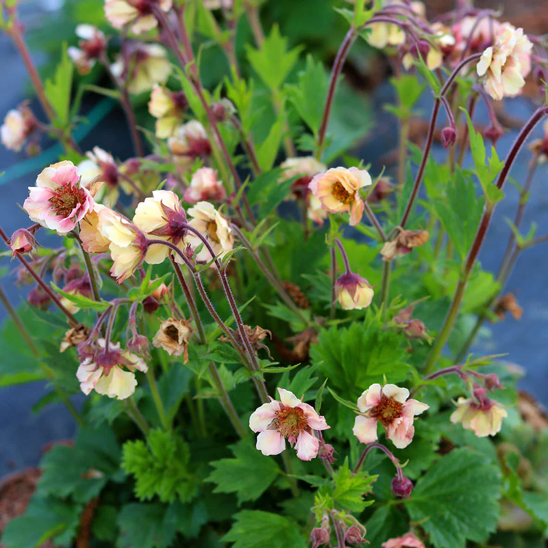 Tempo™ Yellow Geum - Image 3