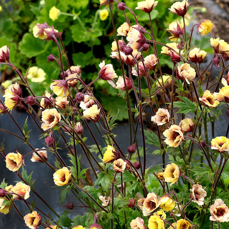 Tempo™ Yellow Geum - Image 5