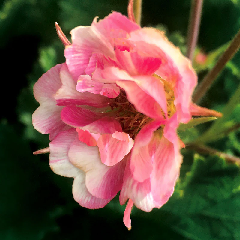 Tempo™ Rose Geum - Image 3
