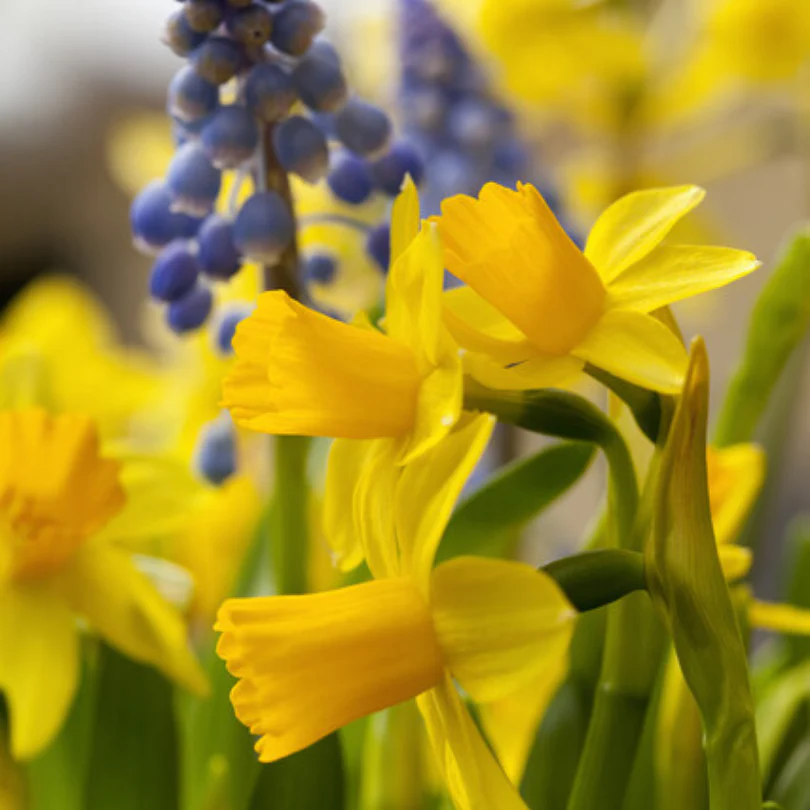 'Tete-a-Tete' Miniature Daffodil (Narcissus) - Image 3