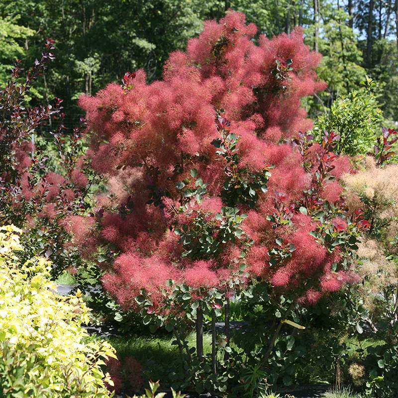 The Velvet Fog® Smokebush - Image 2