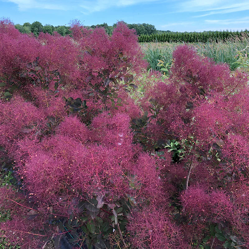 The Velvet Fog® Smokebush - Image 3