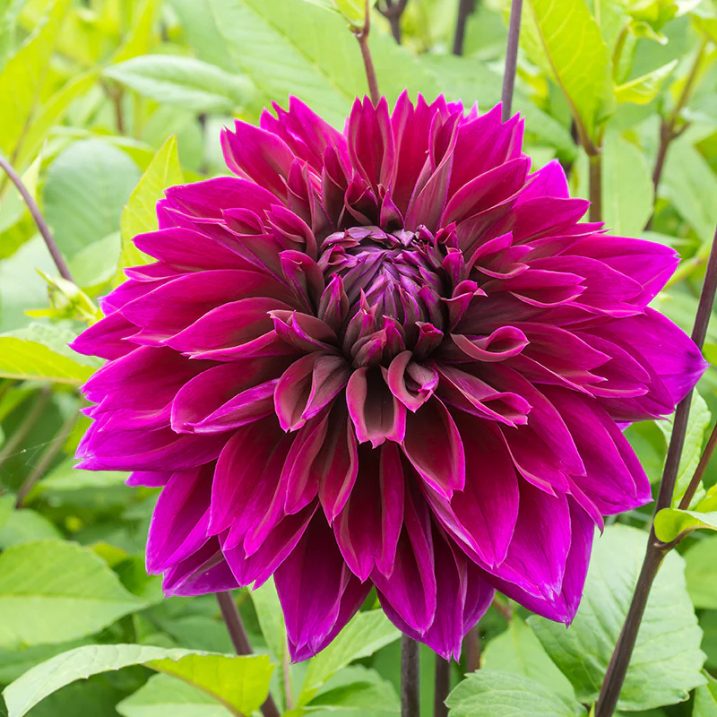 'Thomas A. Edison' Dahlia - Image 2