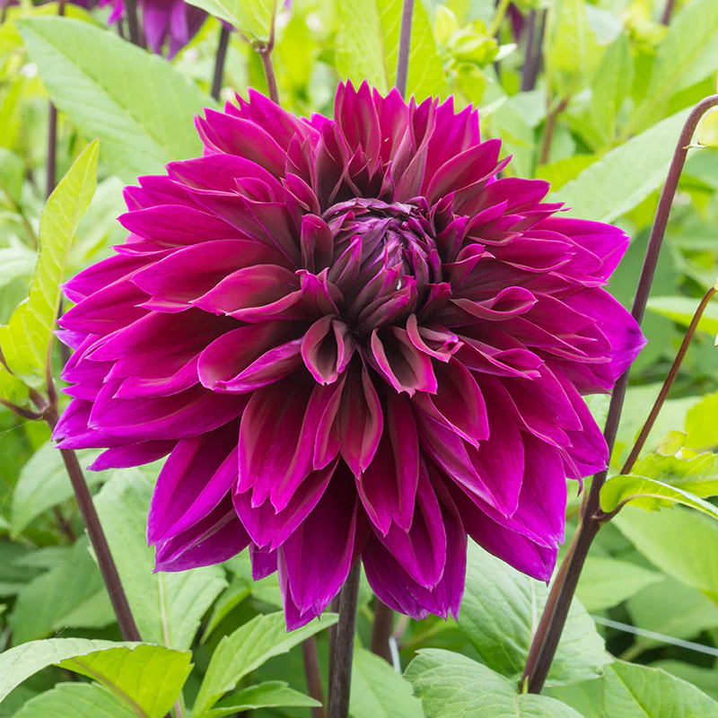 'Thomas A. Edison' Dahlia - Image 3