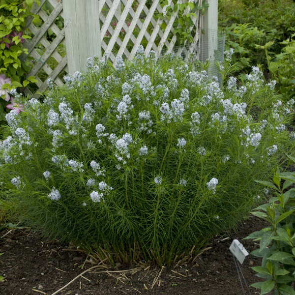 Threadleaf Bluestar (Amsonia) - Image 3