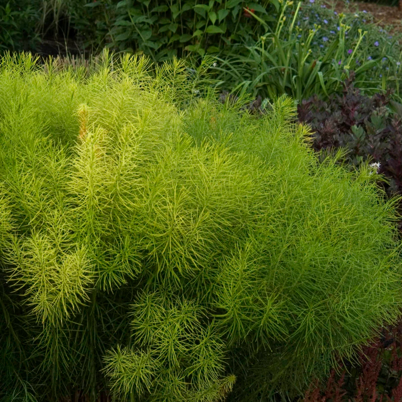 Threadleaf Bluestar (Amsonia) - Image 4