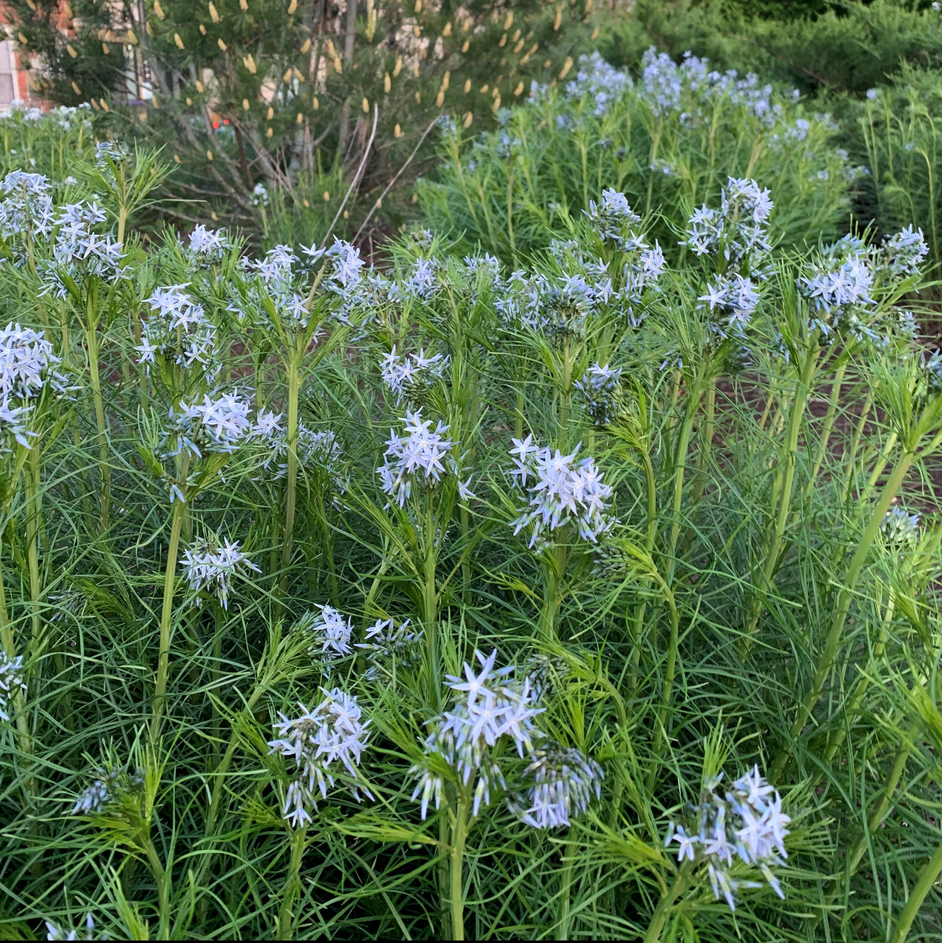 Threadleaf Bluestar (Amsonia) - Image 6