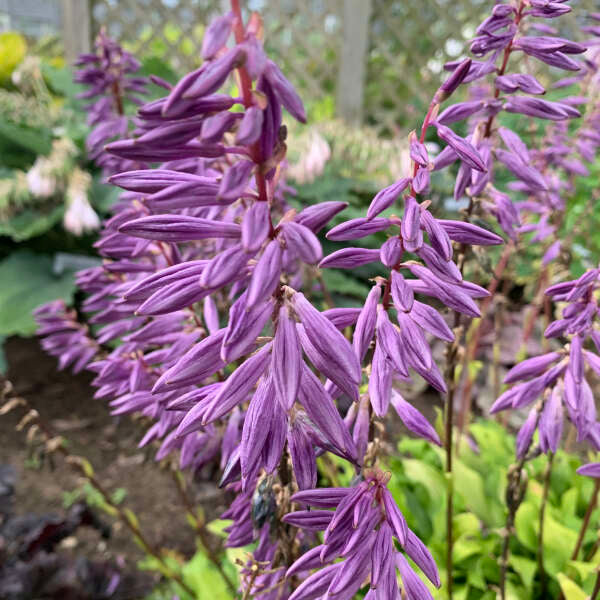 'Time in a Bottle' Hosta - Image 2