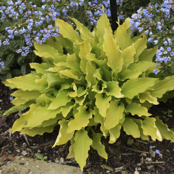 'Time in a Bottle' Hosta - Image 3