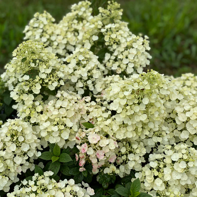 Tiny Quick Fire™ Panicle Hydrangea - Image 2