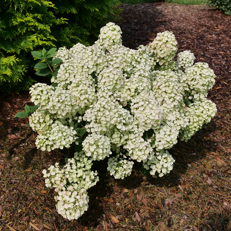 Tiny Quick Fire™ Panicle Hydrangea - Image 3
