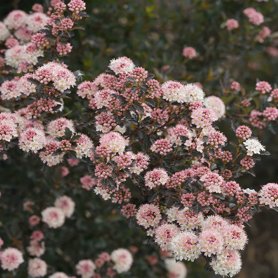 Tiny Wine® Ninebark (Physocarpus) - Image 2