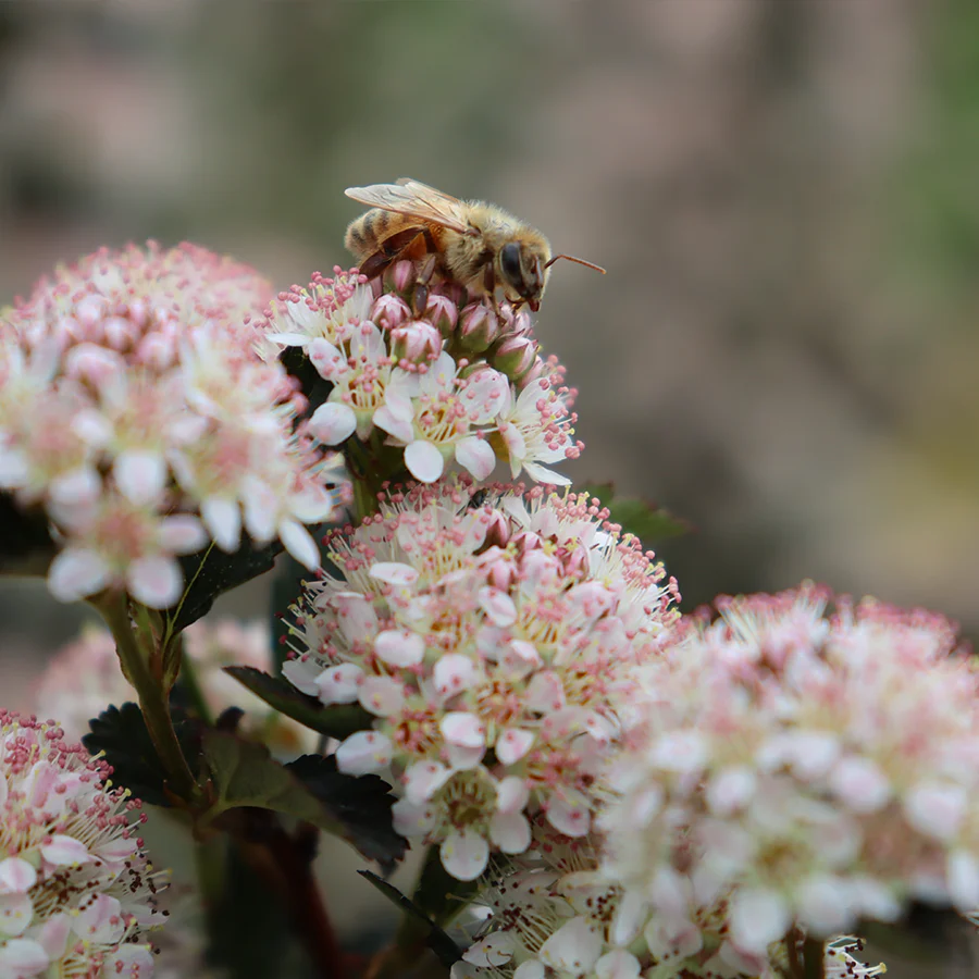 Tiny Wine® Ninebark (Physocarpus) - Image 3