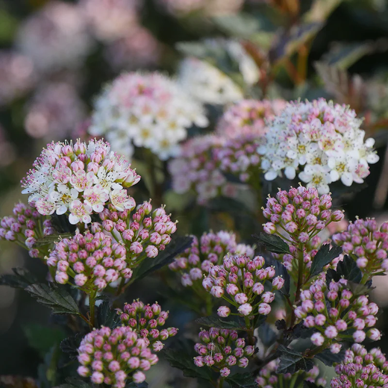 Tiny Wine® Ninebark (Physocarpus) - Image 4