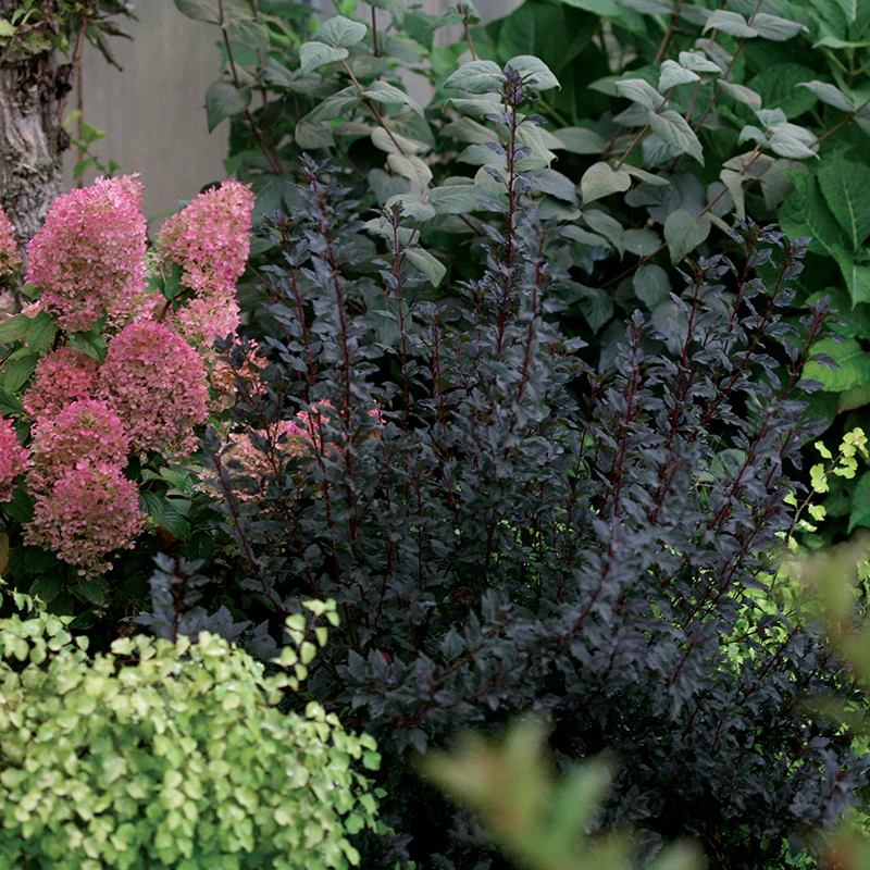 Tiny Wine® Ninebark (Physocarpus) - Image 5