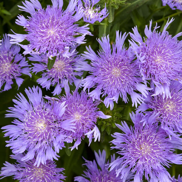 Totally Stoked™ 'Riptide' Stoke's Aster - Image 2