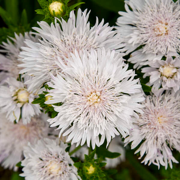 Totally Stoked™ 'Whitecaps' Stoke's Aster - Image 2