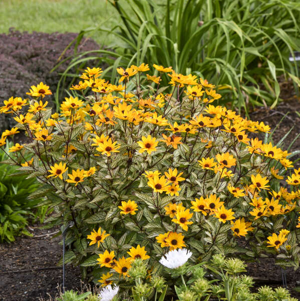 'Touch of Blush' False Sunflower (Heliopsis)