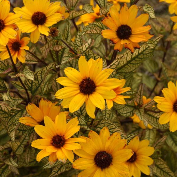 'Touch of Blush' False Sunflower (Heliopsis) - Image 2
