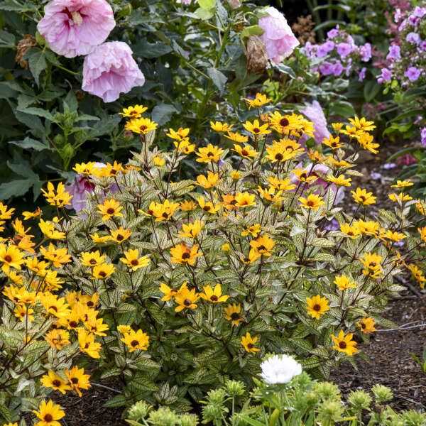 'Touch of Blush' False Sunflower (Heliopsis) - Image 3