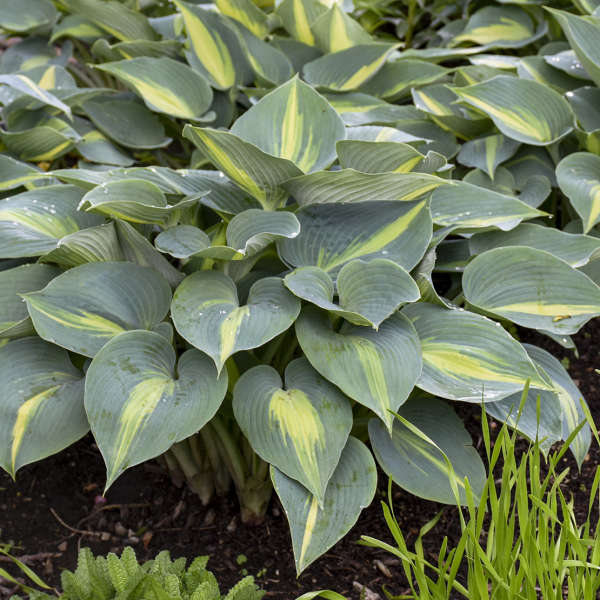'Touch of Class' Hosta - Image 2
