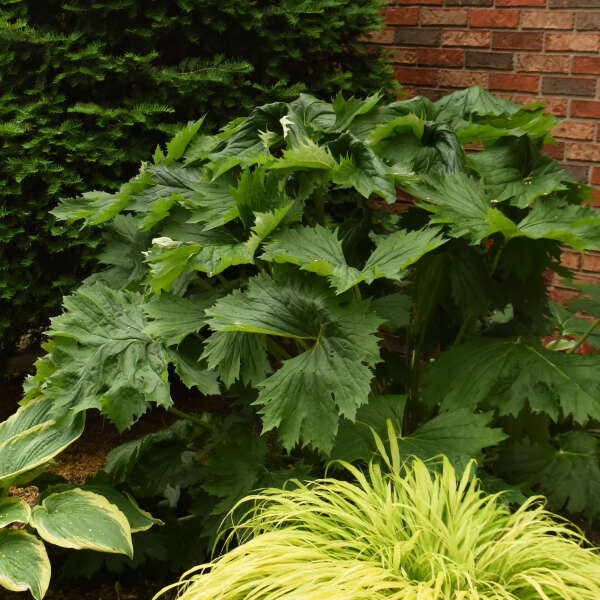 'Green Tractor' Ligularia - Image 3