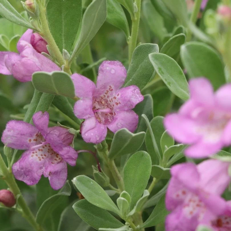 Trailblazer™ Silver Texas Sage (Leucophyllum) - Image 4