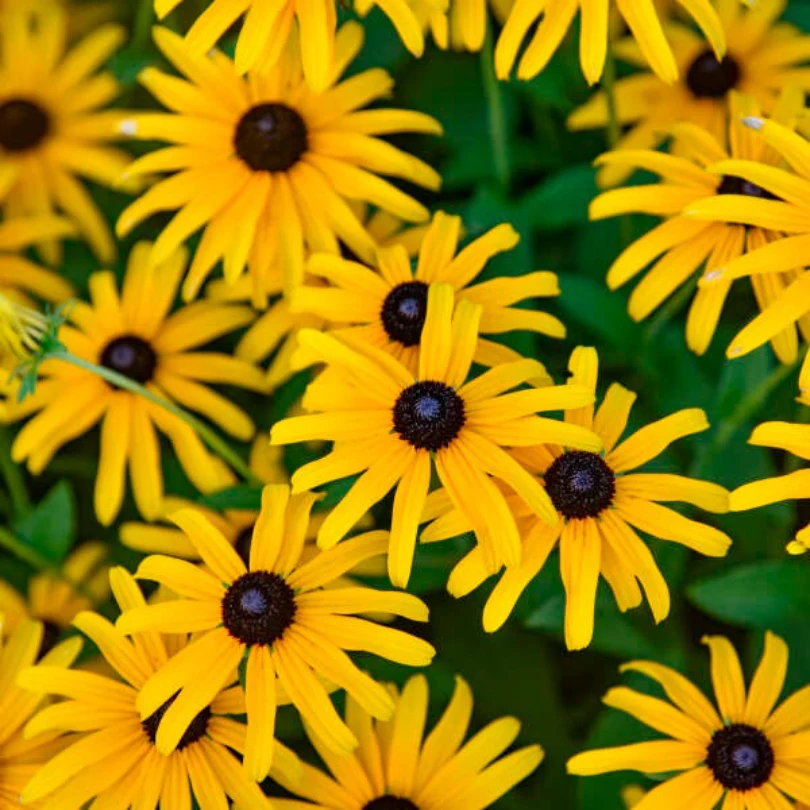 'Treasure Trove' Black-Eyed Susan (Rudbeckia) - Image 2
