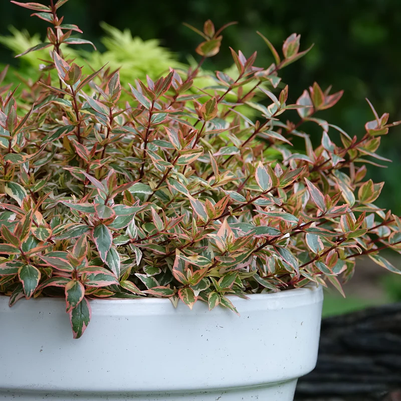 Tres Amigos™ Abelia - Image 3
