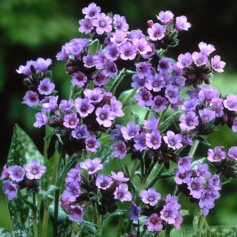 'Trevi Fountain' Lungwort (Pulmonaria) - Image 2