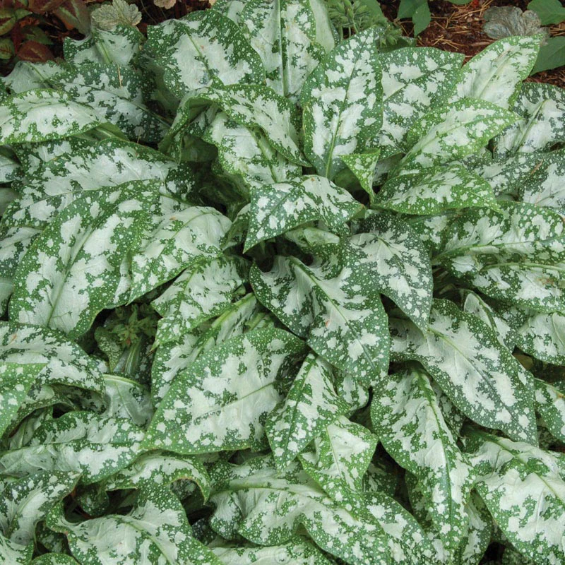 'Trevi Fountain' Lungwort (Pulmonaria) - Image 3