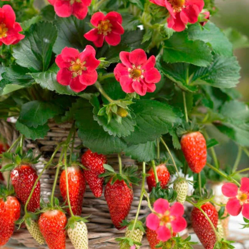 'Tristan' Everbearing Strawberry (Fragaria) - Image 2